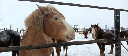 Символы года