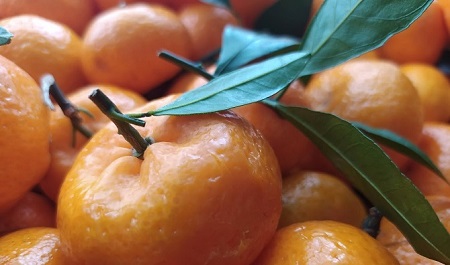 Застолье без вреда здоровью: чем заменить алкоголь на новогоднем столе?